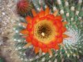 Echinopsis bruchii (3496926845).jpg