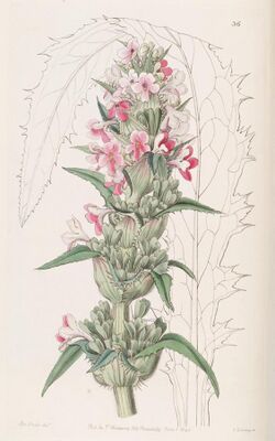 Edwards's botanical register (Plate 36) (8387215822).jpg