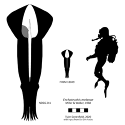 Enchoteuthis reconstruction.png