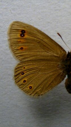 Erebia oeme.underside female.jpg