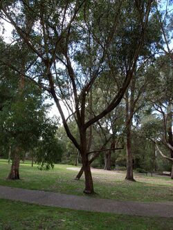 Eucalyptus blaxlandii.jpg