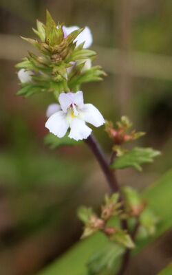 Euphrasia species Mount Grundy summit.JPG