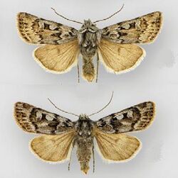 Euxoa churchillensis male (top) female (bottom).JPG