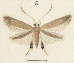 Fig 5 MA I437894 TePapa Plate-XXXIII-The-butterflies full (cropped).jpg