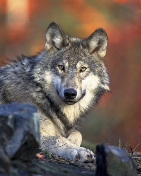 File:Front view of a resting Canis lupus ssp.jpg