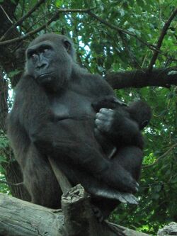 Gorilla gorilla at the Bronx Zoo 007.jpg