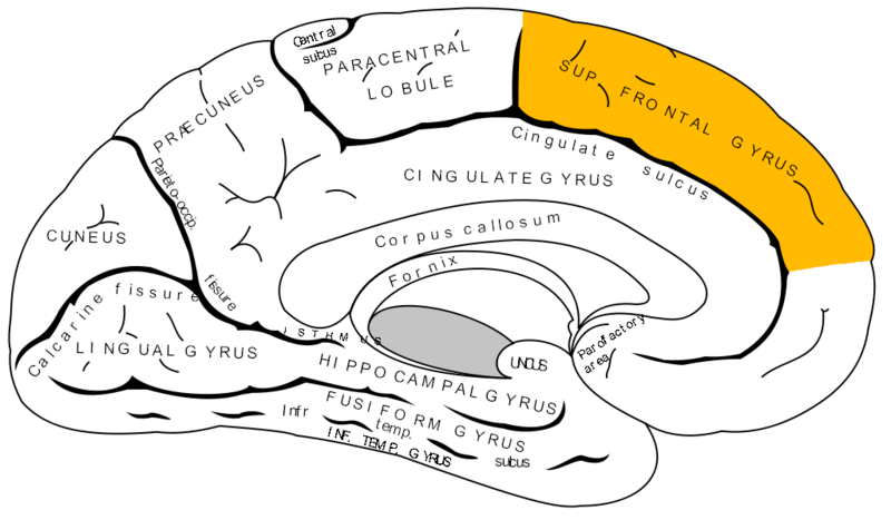 File:Gray727 superior frontal gyrus.png