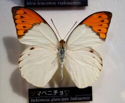 Hebomoia glaucippe liukiuensis - National Museum of Nature and Science, Tokyo - DSC06793.JPG