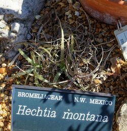 Hechtia montana - Marie Selby Botanical Gardens - Sarasota, Florida - DSC01295.jpg
