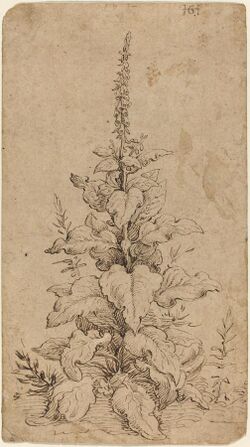 Brown pen and ink of a foxglove in bloom