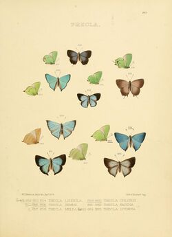 Illustrations of diurnal Lepidoptera 80.jpg