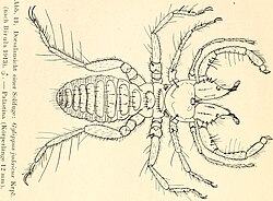 Image from page 11 of "Dr. H. G. Bronn's Klassen und Ordnungen des Thier-Reichs - wissenschaftlich dargestellt in Wort und Bild" ((1892- )).jpg