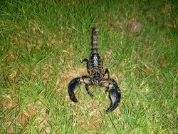 Indian black scorpion (Heterometrus bengalensis Koch) .jpg