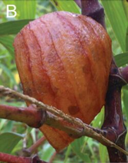 Interior view of a nest of Euglossa hyacinthina under construction – JHR-029-015-g001B