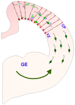 Interneuron-radial glial interactions in the developing cerebral cortex.png