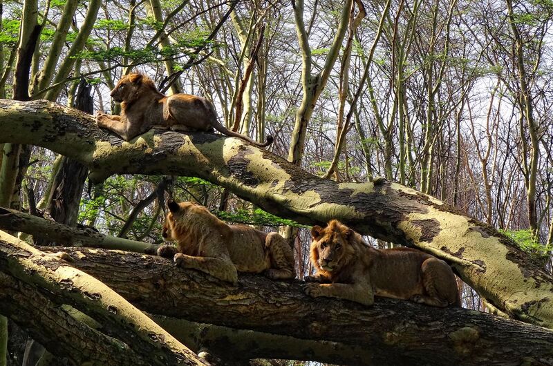 File:Lake-Nakuru-Lions-in-Tree.JPG