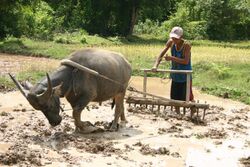 Lao farmer plowing with buffalo.JPG