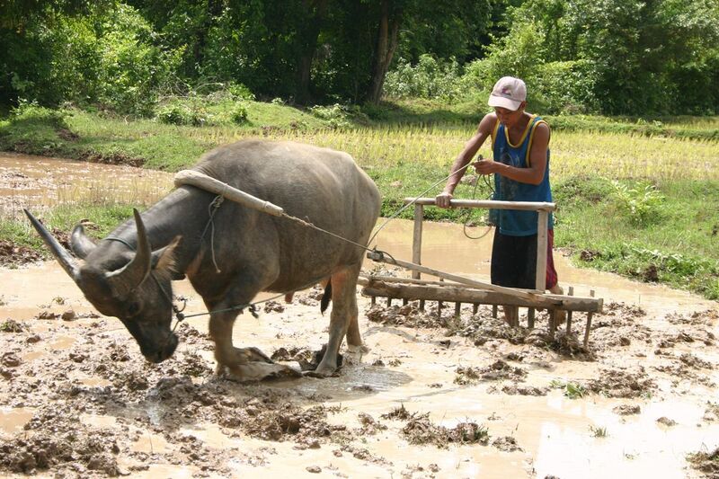 File:Lao farmer plowing with buffalo.JPG