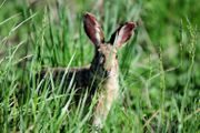 Brown hare