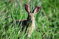 Lepus coreanus.jpg