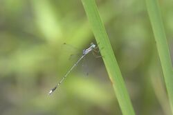 Lestes nigriceps.jpg