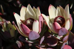 Leucadendron procerum 15927787.jpg