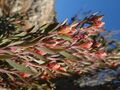 Leucadendron rubrum.jpg