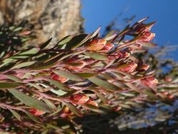 Leucadendron rubrum.jpg