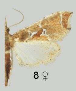 Leucinodes laisalis female brownish form.jpg