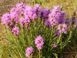 Liatris punctata.jpg