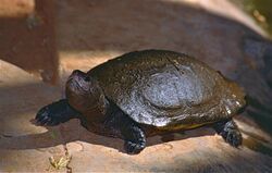 Madagascar Bighead Turtle (Erymnochelys madagascariensis) (9620525421).jpg