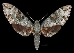 Manduca florestan MHNT CUT 2010 0 353 Catemaco Veracruz Mexico female dorsal.jpg