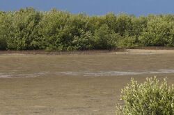 Mangrove forest in a dry lagoon near Casilda Port, Sancti Spiritus province, Cuba.JPG