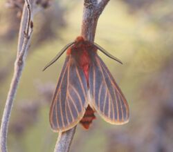 Metarctia flavivena (10.3897-zookeys.882.36634) Figures 1–6 (cropped).jpg