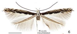 Micrurapteryx occulta.JPG