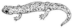 Mount Lyell Salamander (Hydromantes platycephalus) illustration 2.jpg