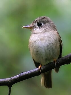 Muscicapa muttui.jpg