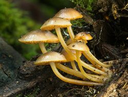 Mycena leaiana var. australis.jpg