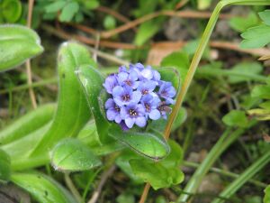 Myosotis capitata (14200185403).jpg