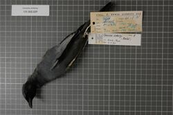 Naturalis Biodiversity Center - RMNH.AVES.85029 1 - Coracina dohertyi (Hartert, 1896) - Campephagidae - bird skin specimen.jpeg