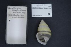 Naturalis Biodiversity Center - RMNH.MOL.288106 - Amphidromus martensi Boettger, 1894 - Camaenidae - Mollusc shell.jpeg