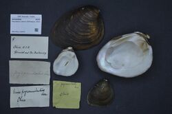 Naturalis Biodiversity Center - ZMA.MOLL.418472 - Pleurobema rubrum (Rafinesque, 1820) - Unionidae - Mollusc shell.jpeg