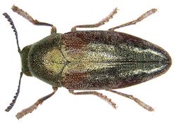 Neojulodis (Protojulodis) rufolimbata Fairmaire, 1888 (3825481161).jpg