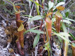 Nepenthes micramphora3.jpg