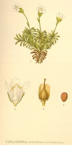 Nordens flora Diapensia lapponica.jpg