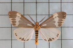 Nyctemera arctata albofasciata5.jpg