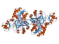 PDB 1dv2 EBI.jpg