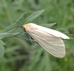 Pareuchaetes pseudoinsulata cropped.jpg