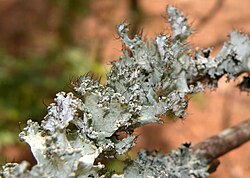 Parmotrema hypoleucinum, lichen, Falmouth, MA.jpg