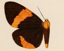 Pericallia dulla var. borealis.JPG